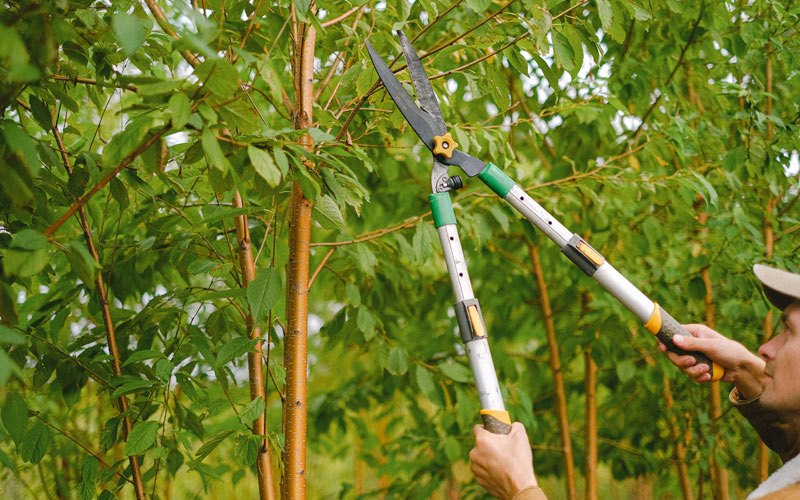 Tree trimming in Cairo, MO
